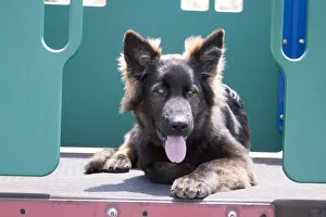German Shepherd puppy (PR)