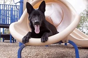 German Shepherd puppy (PR)