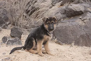German Shepherd puppy (PR)