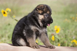 German Shepherd puppy sitting on adobe wall with sunflowers in the background