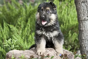 Images Dated 13th September 2006: German Shepherd puppy sitting on a rock next to a tree trunk