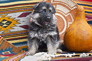 Alsatian Prints: German Shepherd puppy sitting on Southwestern blankets and basket