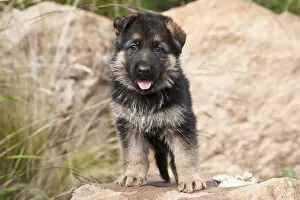 German Shepherd puppy standing on a boulder