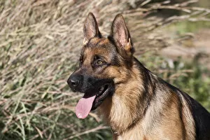 Images Dated 13th September 2006: German Shepherd sitting alert next to tall grasses in a field