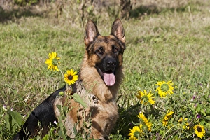 Images Dated 13th September 2006: German Shepherd sitting behind sunflowers in a field
