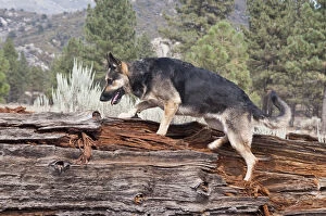 A German Shepherd walking up onto a fallen tree trunk with sage brush and pine trees