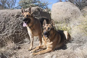 Sweet Prints: German Shepherds at desert park MR