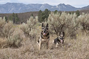 Two German Shepherds together in a field of sage brush and pine trees with San Jacinto
