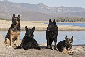 Four German Shepherds together on a rock outcrop at Lake Hemet in the San Jacinto