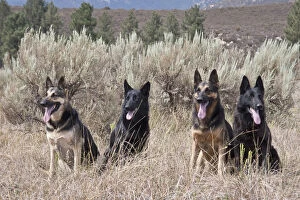 Four German Shepherds sitting in a field with sage brush and pine trees