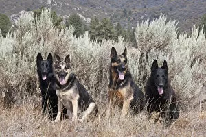 Images Dated 13th August 2007: Four German Shepherds sitting in a field of sage brush and pine trees
