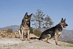 Two German Shepherds sitting on a rock in the San Jacinto Mountains California