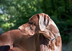 Collar Prints: A German Shorthaired Pointer looking over his shoulder