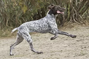 Images Dated 14th October 2007: A German Shorthaired Pointer running and jumping