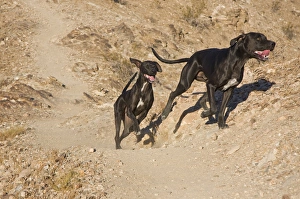 Palm Desert Prints: Two German Shorthaired Pointers running on a trail in the foothills of the Colorado