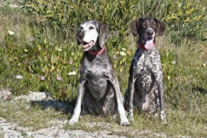 Two German Shorthaired Pointers sitting together in the sand surrounded by ice plants