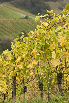 Images Dated 23rd October 2014: Germany, Baden-Wurttemburg, Badische Weinstrasse, Baden Vineyards, Neuweier, vineyards