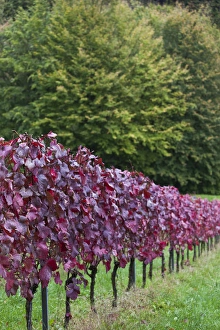Images Dated 23rd October 2014: Germany, Baden-Wurttemburg, Badische Weinstrasse, Baden Vineyards, Neuweier, vineyards