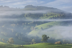 Images Dated 27th October 2014: Germany, Baden-Wurttemburg, Black Forest, Horben, morning fog, autumn