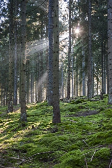 Images Dated 28th October 2014: Germany, Baden-Wurttemburg, Black Forest, Titisee-Neustadt, Neustadt town, morning