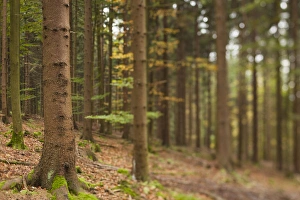 Germany, Baden-Wurttemburg, Black Forest, Rote Lache, The Black Forest, fall, defocussed