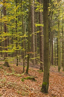 Images Dated 23rd October 2014: Germany, Baden-Wurttemburg, Black Forest, Rote Lache, The Black Forest, fall