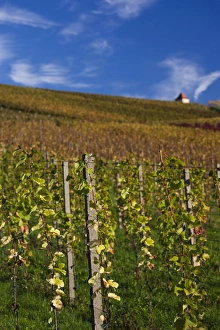 Germany, Baden-Wurttemburg, Black Forest, Gengenbach, vineyards and hilltop chapel, fall