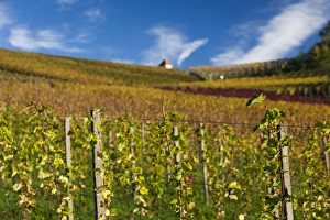 Images Dated 24th October 2014: Germany, Baden-Wurttemburg, Black Forest, Gengenbach, vineyards and hilltop chapel, fall