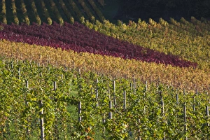 Images Dated 24th October 2014: Germany, Baden-Wurttemburg, Black Forest, Gengenbach, hillside vineyards, fall