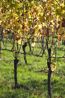Images Dated 24th October 2014: Germany, Baden-Wurttemburg, Black Forest, Gengenbach, hillside vineyards, fall