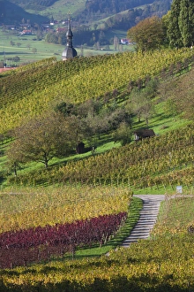 Images Dated 24th October 2014: Germany, Baden-Wurttemburg, Black Forest, Gengenbach, hillside vineyards, fall