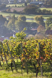 Images Dated 24th October 2014: Germany, Baden-Wurttemburg, Black Forest, Gengenbach, hillside vineyards, fall