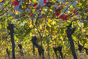 Images Dated 24th October 2014: Germany, Baden-Wurttemburg, Black Forest, Gengenbach, hillside vineyards, fall