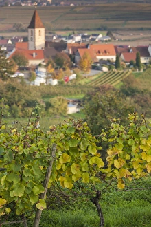 Town View Prints: Germany, Baden-Wurttemburg, Burkheim, Kaiserstuhl Area, vineyards elevated village view
