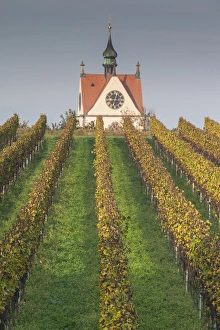 Images Dated 1st November 2014: Germany, Baden-Wurttemburg, Kaiserstuhl Area