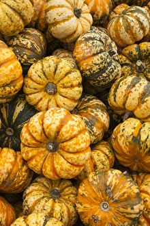 Germany, Baden-Wurttemburg, Ludwigsburg, Bluhendes Barock Gardens, fall festival, squash