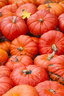 Images Dated 20th October 2014: Germany, Baden-Wurttemburg, Ludwigsburg, Bluhendes Barock Gardens, fall festival