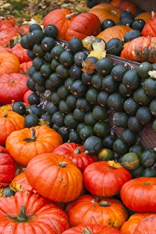 Images Dated 20th October 2014: Germany, Baden-Wurttemburg, Ludwigsburg, Bluhendes Barock Gardens, fall festival