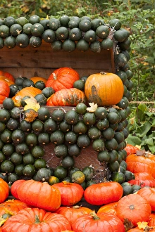 Images Dated 20th October 2014: Germany, Baden-Wurttemburg, Ludwigsburg, Bluhendes Barock Gardens, fall festival