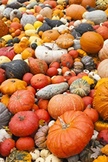Images Dated 20th October 2014: Germany, Baden-Wurttemburg, Ludwigsburg, Bluhendes Barock Gardens, fall festival