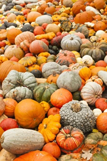 Images Dated 20th October 2014: Germany, Baden-Wurttemburg, Ludwigsburg, Bluhendes Barock Gardens, fall festival