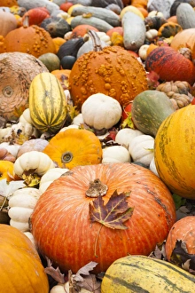 Germany, Baden-Wurttemburg, Ludwigsburg, Bluhendes Barock Gardens, fall festival