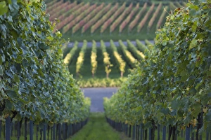 Deutschland Prints: Germany, Baden-Wurttemburg, Stuttgart-Uhlbach, vineyards above Unter-turkheim, fall
