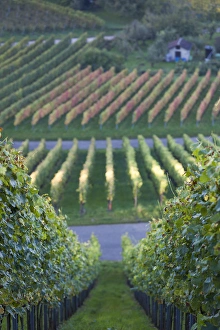 Images Dated 19th October 2014: Germany, Baden-Wurttemburg, Stuttgart-Uhlbach, vineyards above Unter-turkheim, fall