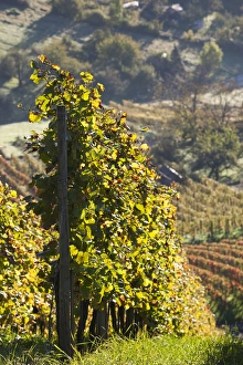 Images Dated 19th October 2014: Germany, Baden-Wurttemburg, Stuttgart-Uhlbach, vineyards above Unter-turkheim, fall