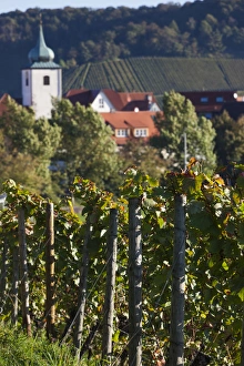 Images Dated 19th October 2014: Germany, Baden-Wurttemburg, Stuttgart-Uhlbach, vineyards above Unter-turkheim, fall