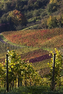 Images Dated 19th October 2014: Germany, Baden-Wurttemburg, Stuttgart-Uhlbach, vineyards above Unter-turkheim, fall