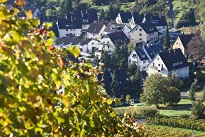 Images Dated 19th October 2014: Germany, Baden-Wurttemburg, Stuttgart-Uhlbach, vineyards above Unter-turkheim, fall