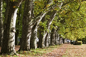 Germany, Baden-Wurttemburg, Tubingen, Platanenallee along the Neckar River, fall