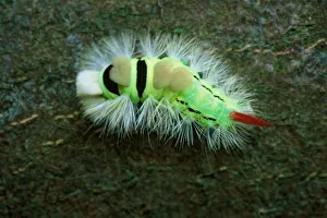 Caterpillar Prints: Germany, Baltic Sea, Island of Ruegen. Jasmund NP, caterpillar with poisonous spines